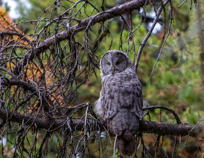 Great Gray Owl Looking Back.jpg