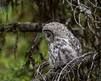 Great Gray Owl Looking Down.jpg