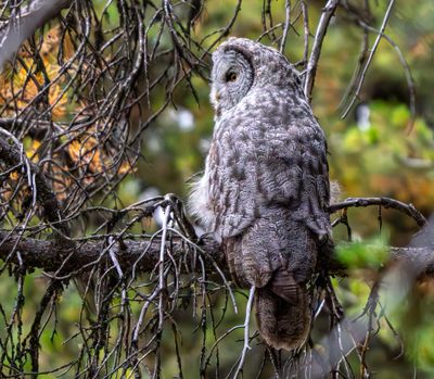 Great Gray Owl on a Branch.jpg