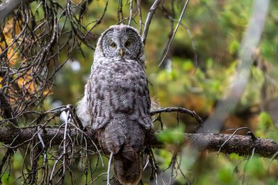 Great Gray Owl on the Pelican Valley Trail.jpg
