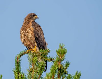 Red tail on the treetop.jpg