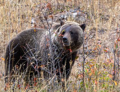 Grizzly Among the Berries.jpg