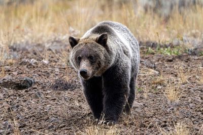 Grizzly Bear Advancing.jpg
