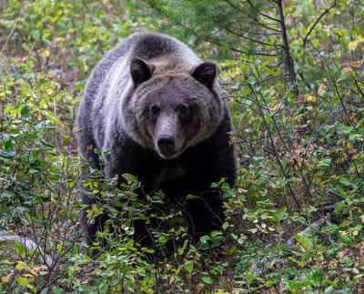 Grizzly Bear in the Brush.jpg