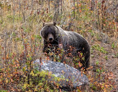 Grizzly Bear Snacking.jpg