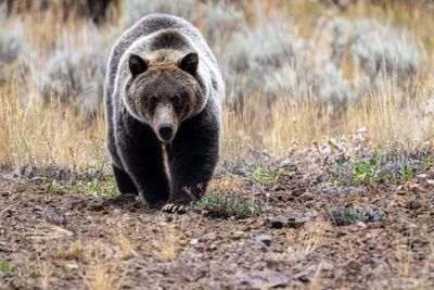 Grizzly Bear Stare.jpg