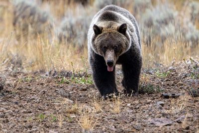 Grizzly Bear Sticking Out Her Tongue.jpg