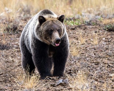 Grizzly Bear Tongue.jpg