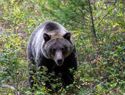Grizzly in the Brush.jpg