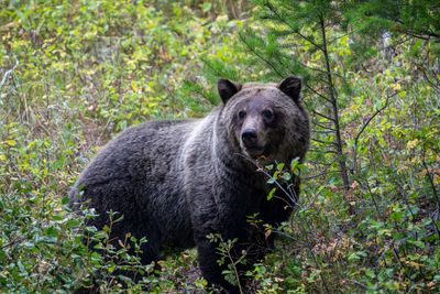 Grizzly in the Woods.jpg