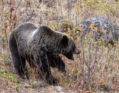Grizzly Looking for a Snack.jpg