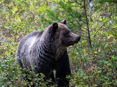 Grizzly Looking Right.jpg