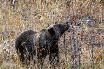 Grizzly Munching.jpg