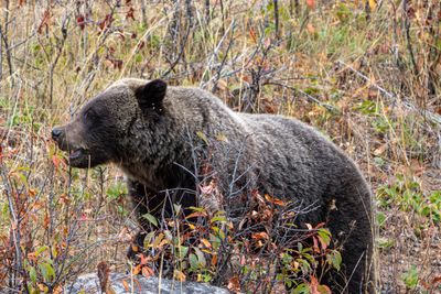 Grizzly Nibble.jpg