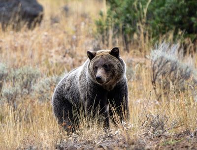 Grizzly on the Hill.jpg