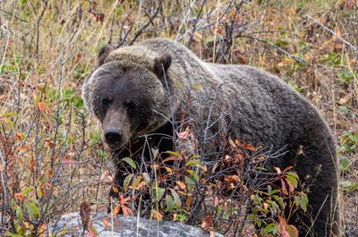 Grizzly Stare.jpg