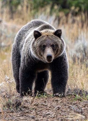 Grizzly Staring.jpg