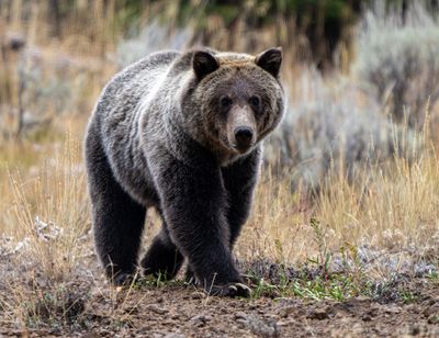 Grizzly Walking.jpg