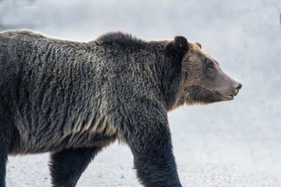 Grizzly 610 Crossing the Road.jpg