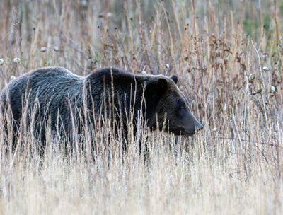 Grizzly 610 in the Tall Grass.jpg