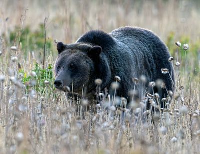 Grizzly 610 on Two Ocean Lake Road.jpg