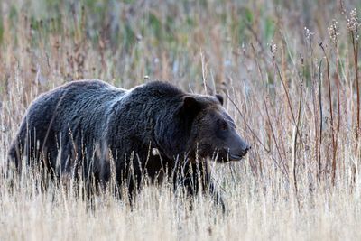 Grizzly 610.jpg