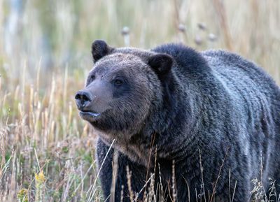 Grizzly Closeup.jpg