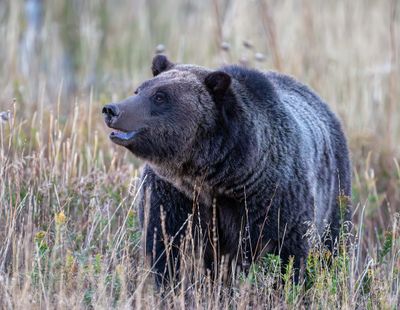 Grizzly in the Grass.jpg