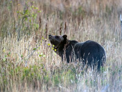 Grizzly in the Tall Grass Near Two Ocean Lake.jpg
