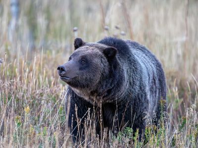 Grizzly Sow 610.jpg