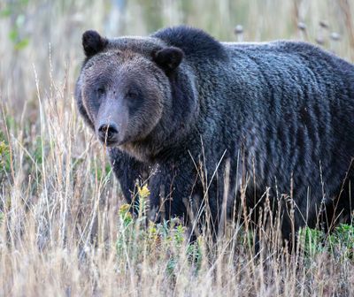 Grizzly Sow in the Tall Grass.jpg