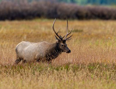 Bull Elk by the Roadside.jpg