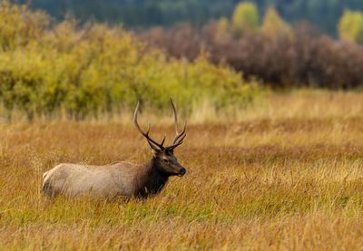 Bull Elk Grazing.jpg