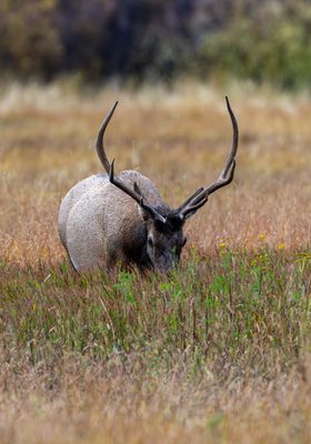 Bull Elk Head On.jpg