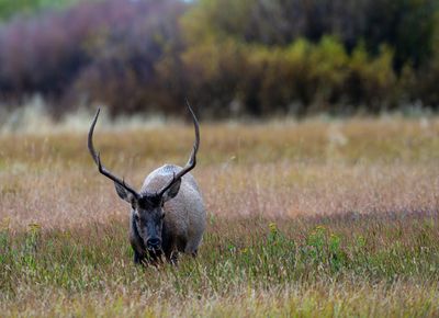 Bull Elk in the Field.jpg