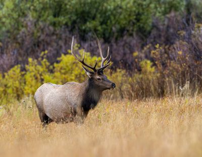 Bull Elk in the Meadow.jpg