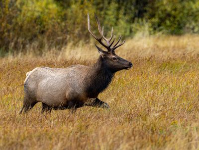 Bull Elk in the Tall Grass.jpg