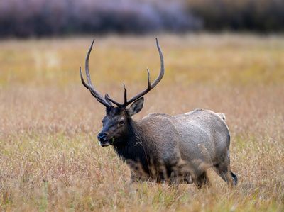 Bull Elk on Parade.jpg