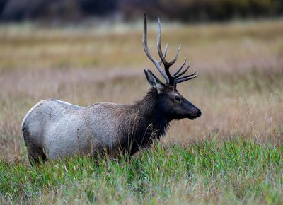 Bull Elk Profile.jpg