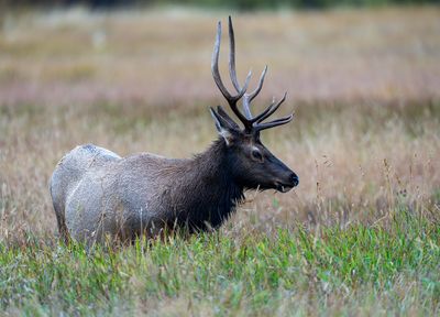 Bull Elk Side View.jpg