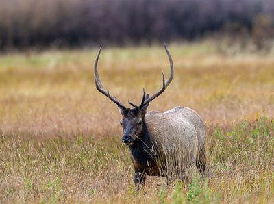 Bull Elk Stride.jpg