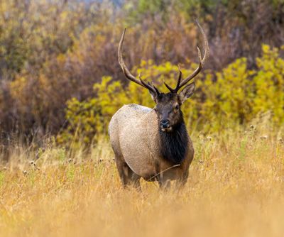 Bull Elk.jpg