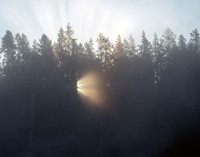 Dawn Through the Trees at Cattleman's Bridge.jpg