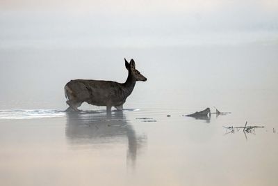 Deer at Cattleman's Bridge.jpg