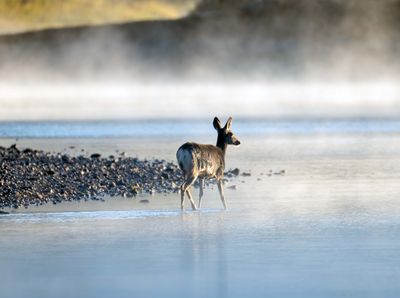 Deer Crossing.jpg