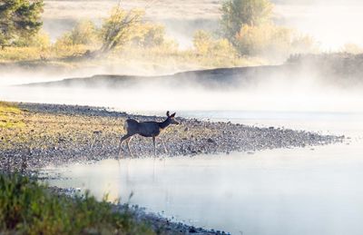 Deer in the Fog at Cattleman's Bridge.jpg