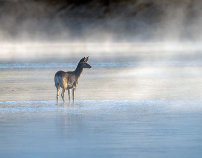 Deer in the Fog.jpg