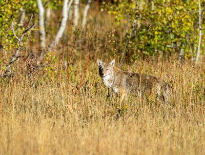 Cattleman's Coyote.jpg