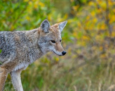 Coyote Near Cattleman's Bridge.jpg