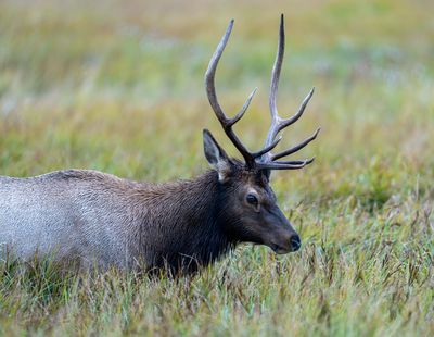 Elk Grazing.jpg